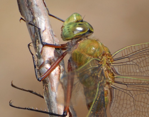 Male (posed)
10 Apr 2008  FL